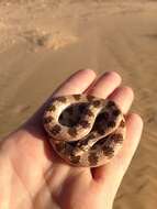 Image of Crowned Leafnose Snake