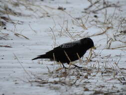 Image of Black Lark