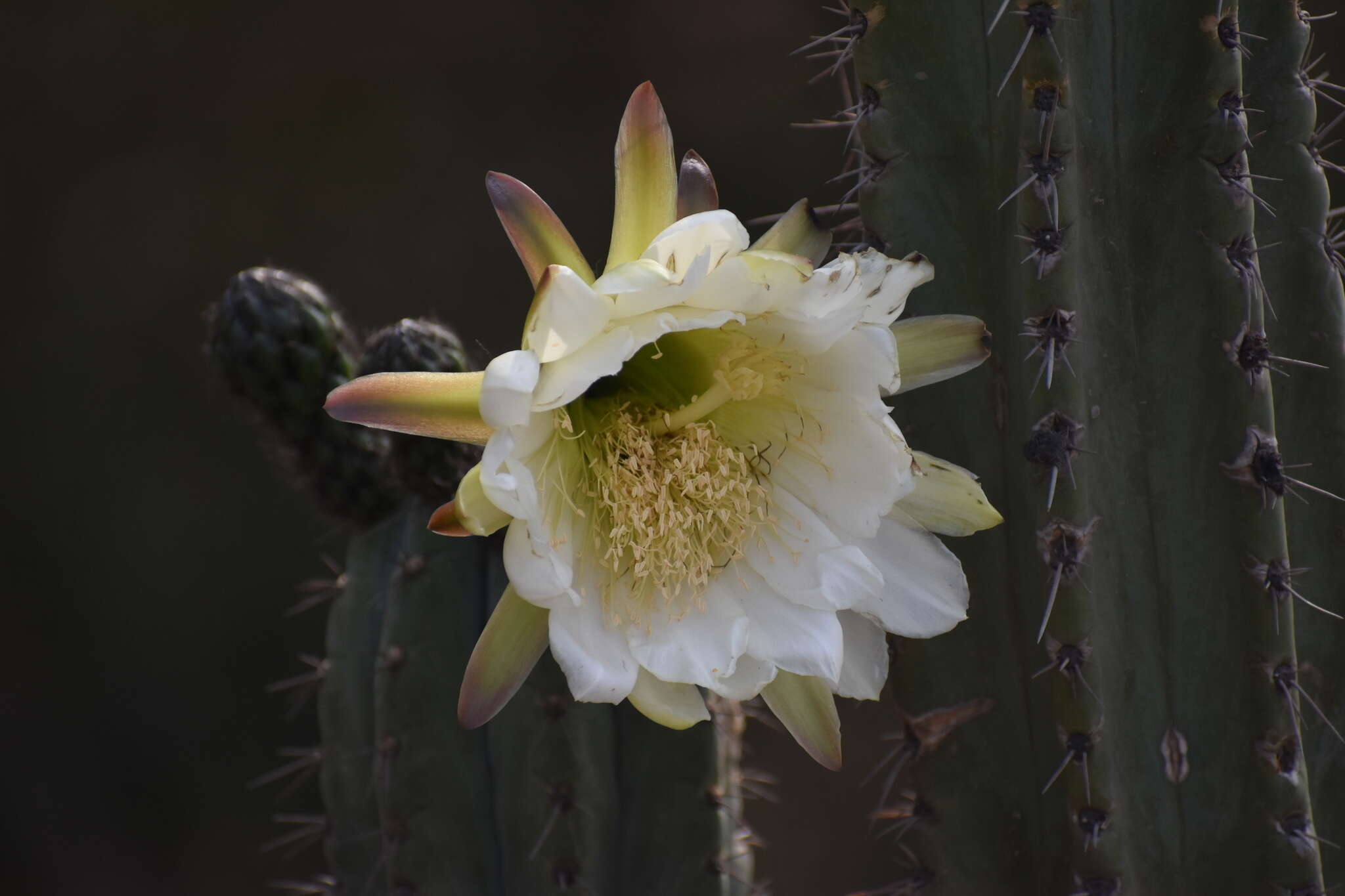 Image de Trichocereus macrogonus var. peruvianus