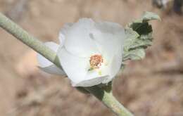 Image of San Clemente Island bushmallow