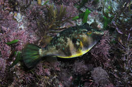 Image of Bluespotted Toadfish