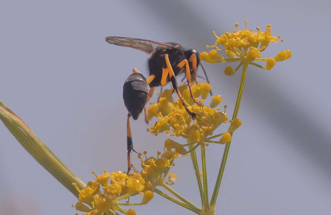 Sivun Sceliphron spirifex (Linnaeus 1758) kuva