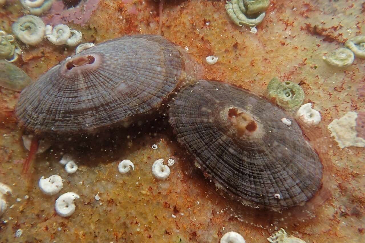 Image of Cape keyhole limpet