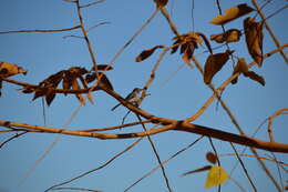 Image of White-lored Gnatcatcher