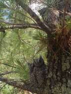 Image of Whiskered Screech Owl