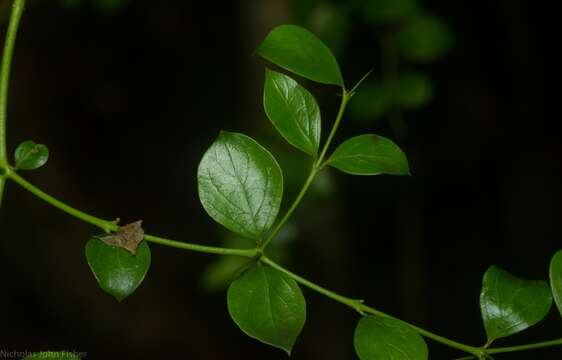 Image de Carissa spinarum L.