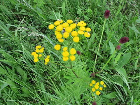 Image of Tanacetum vulgare subsp. boreale (Fisch. ex DC.) A 1975