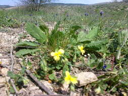 Image of willowleaf frostweed