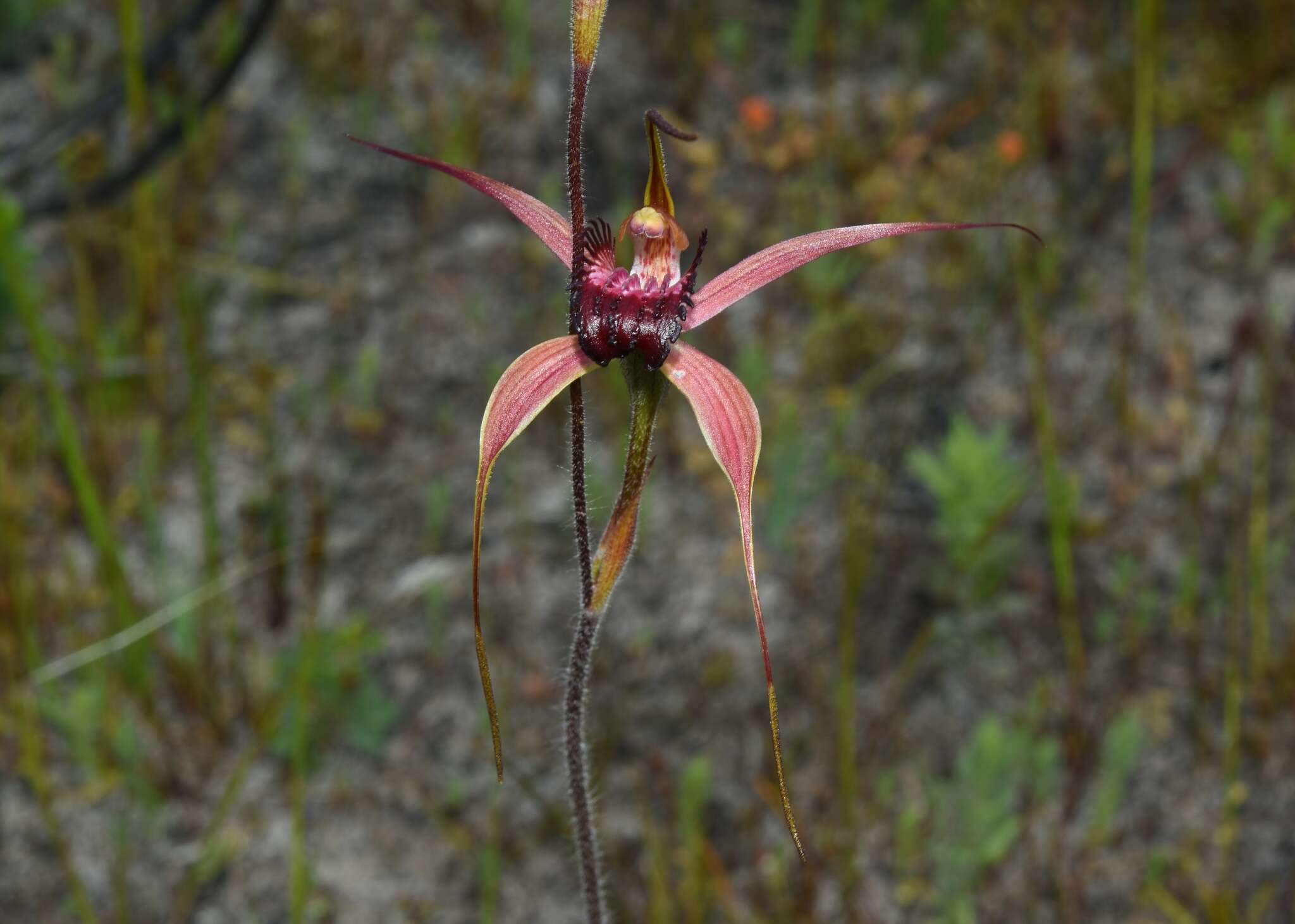 Image of Swamp spider orchid