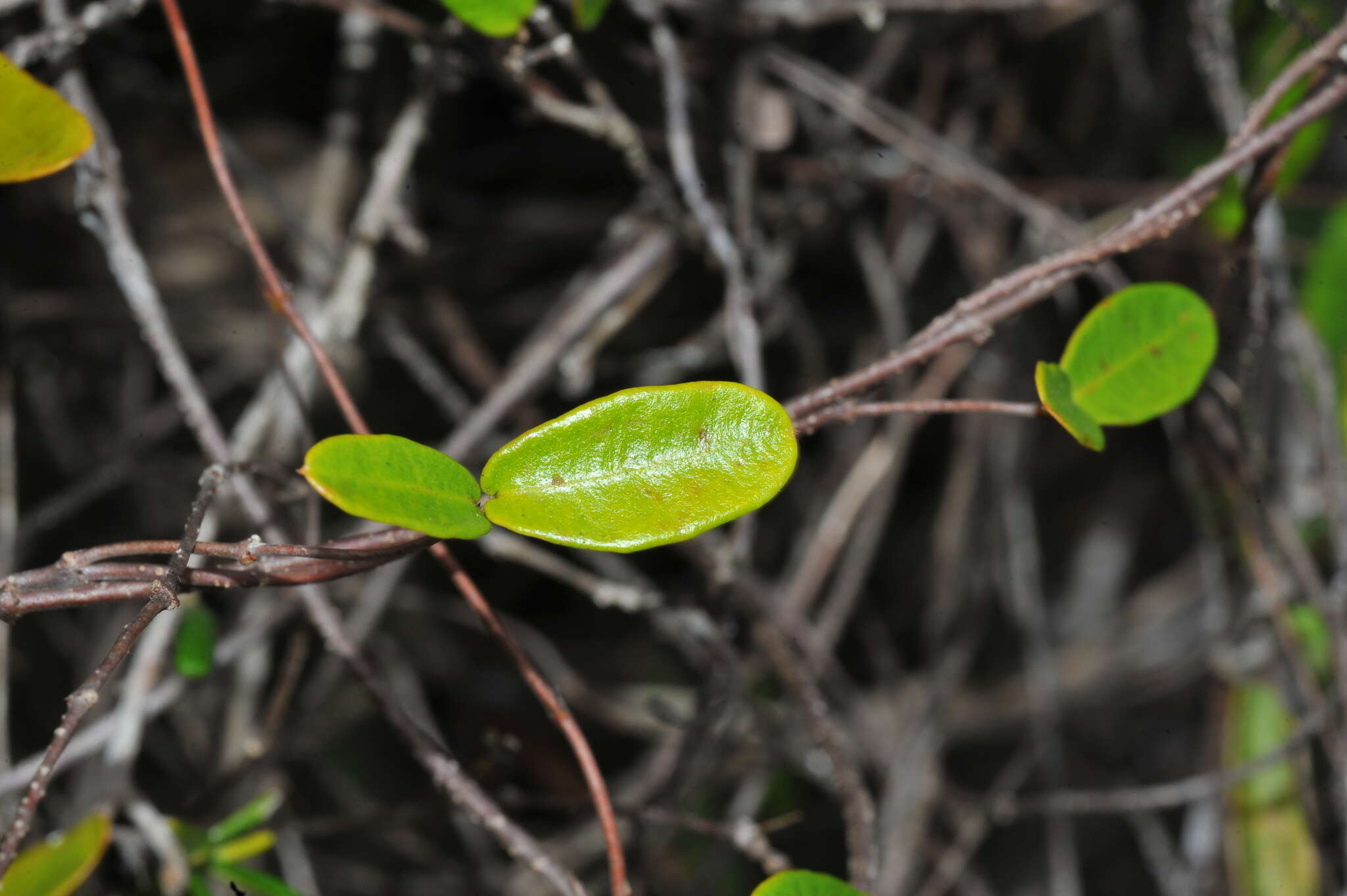 Image of Mesechites roseus (A. DC.) Miers