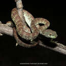 Imagem de Trimeresurus kuiburi