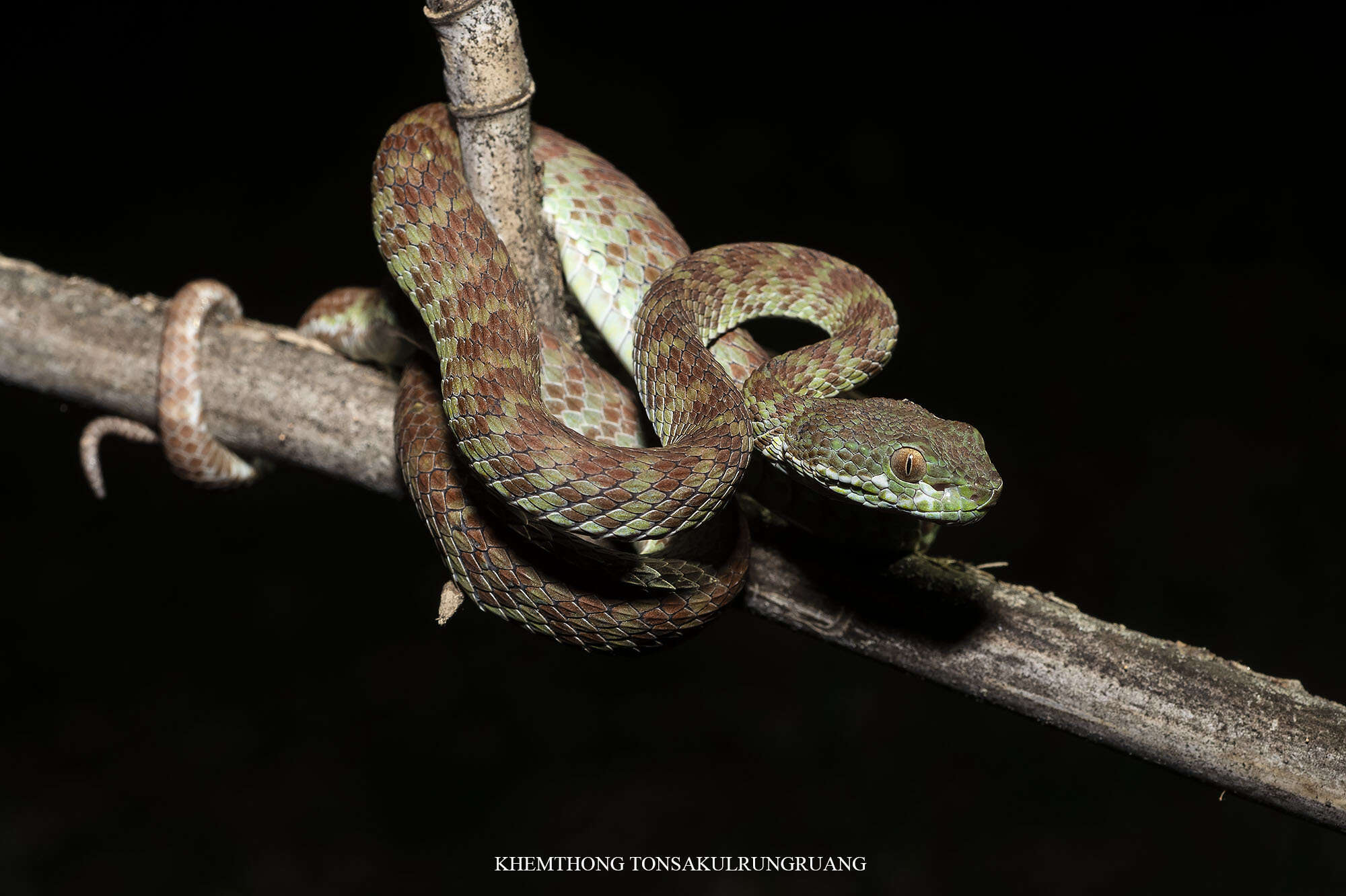 Trimeresurus kuiburi的圖片