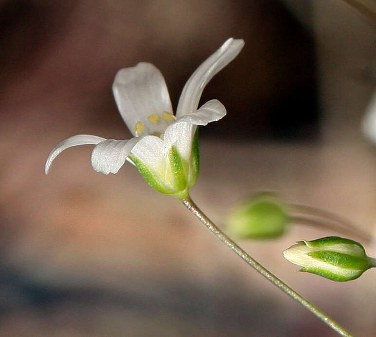 Image of Ferris' sandwort