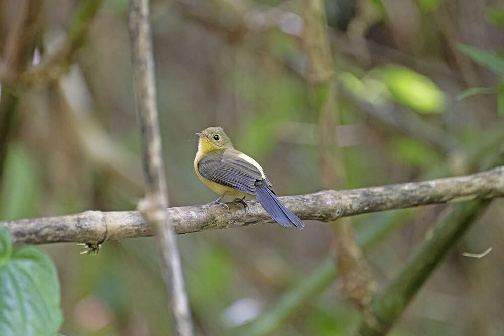 Plancia ëd Myiobius atricaudus Lawrence 1863