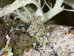 Image of Tremella christiansenii Diederich 1996