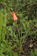 Image of Tulipa ostrowskiana Regel