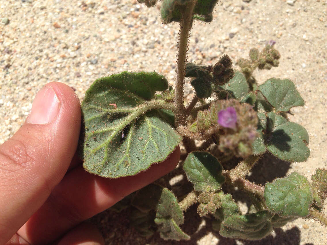 Image of blacktack phacelia