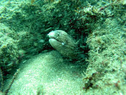 Image of Hourglass moray