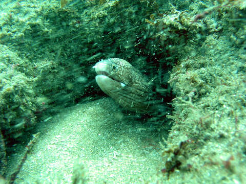 Image of Hourglass moray