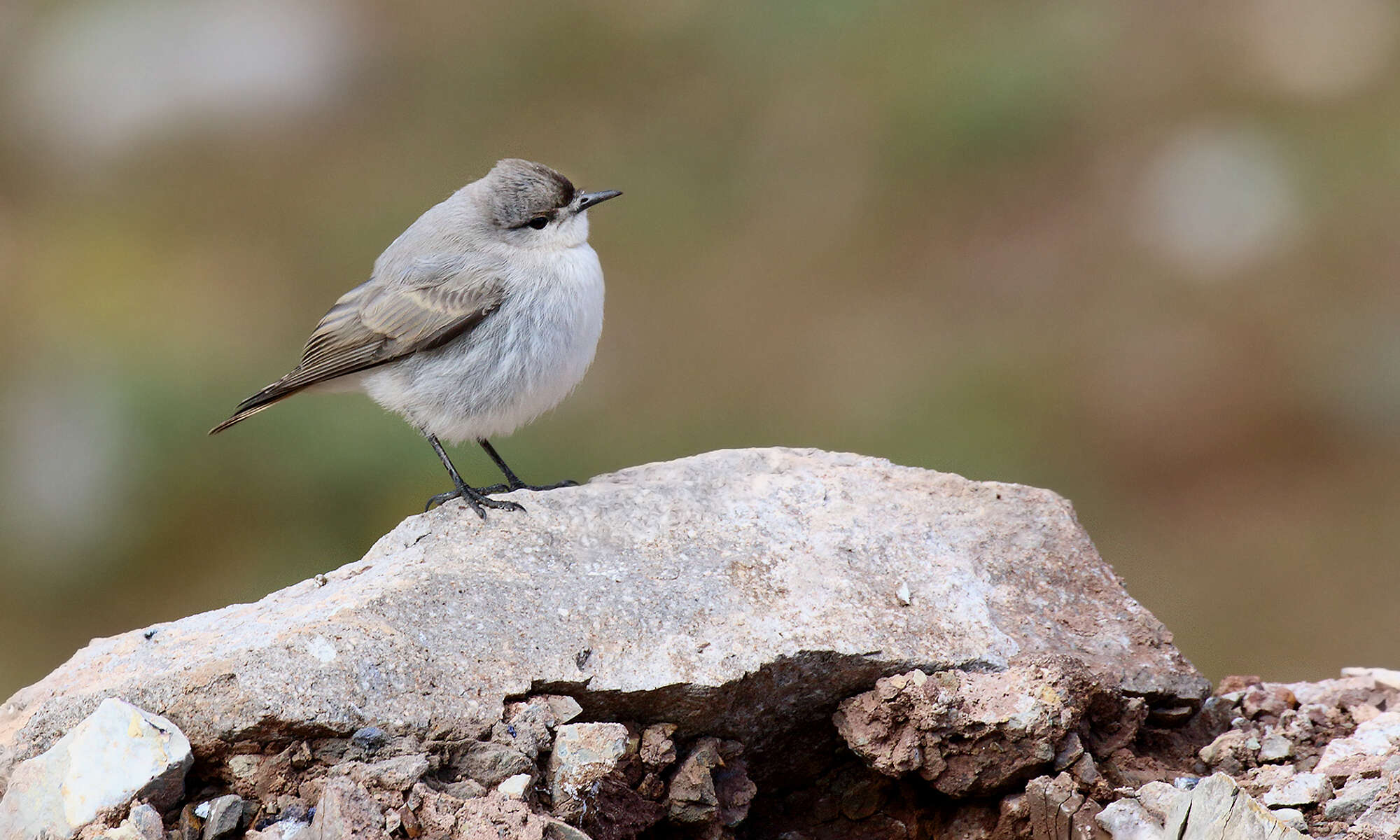 Image of Black-fronted Ground Tyrant