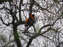 Image of Orange-backed Oriole