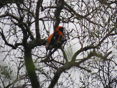 Imagem de Icterus croconotus (Wagler 1829)