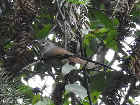 Image of Huet's Fulvetta