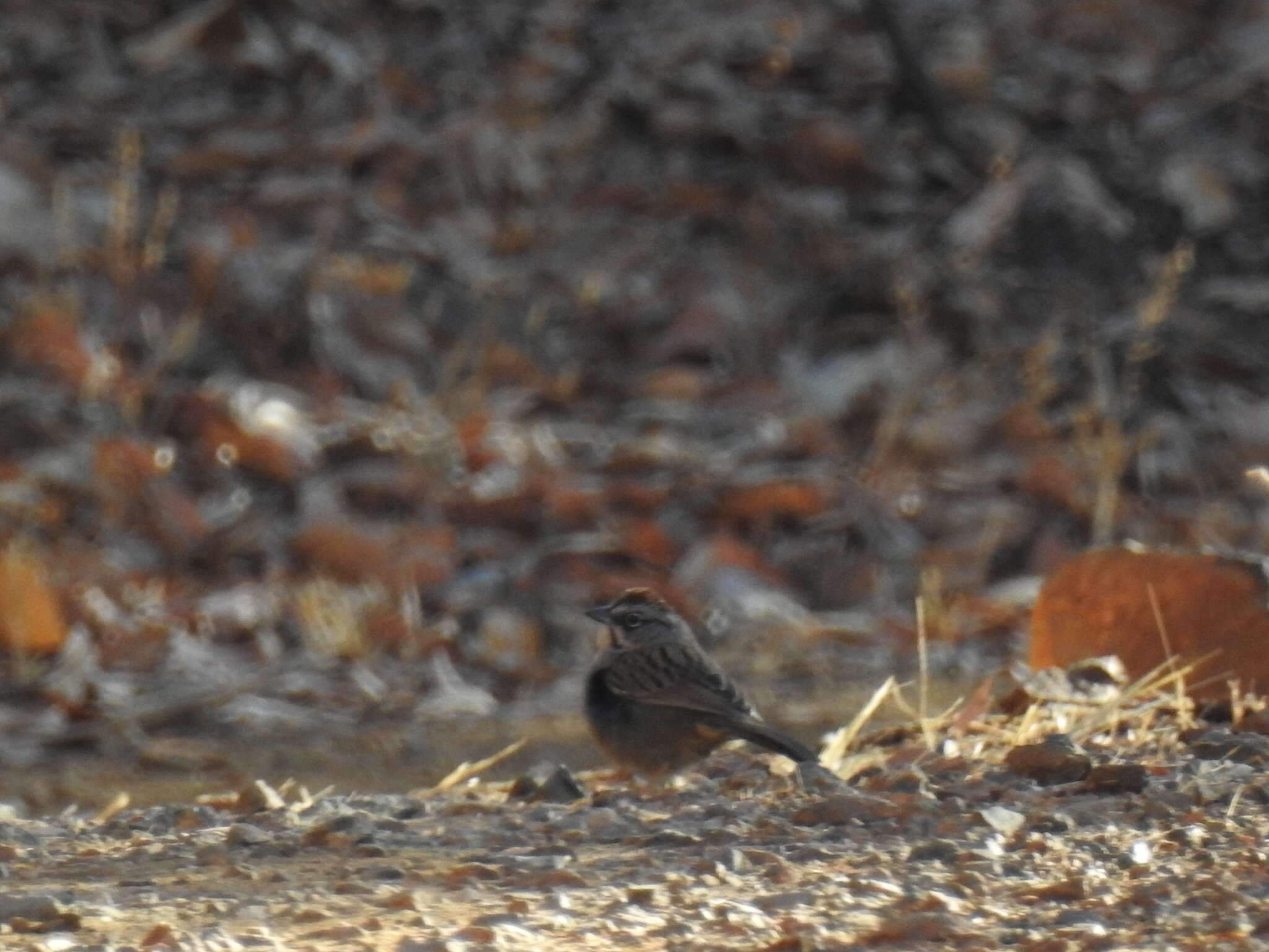 Image of Oaxaca Sparrow