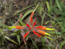 Слика од Castilleja integrifolia L. fil.