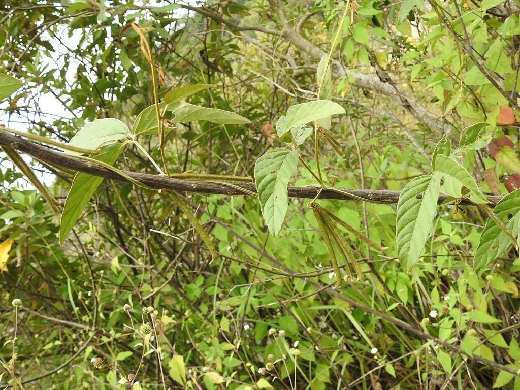 Plancia ëd Teramnus uncinatus (L.) Sw.