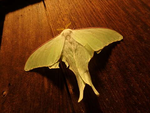 Image of Actias gnoma (Butler 1877)