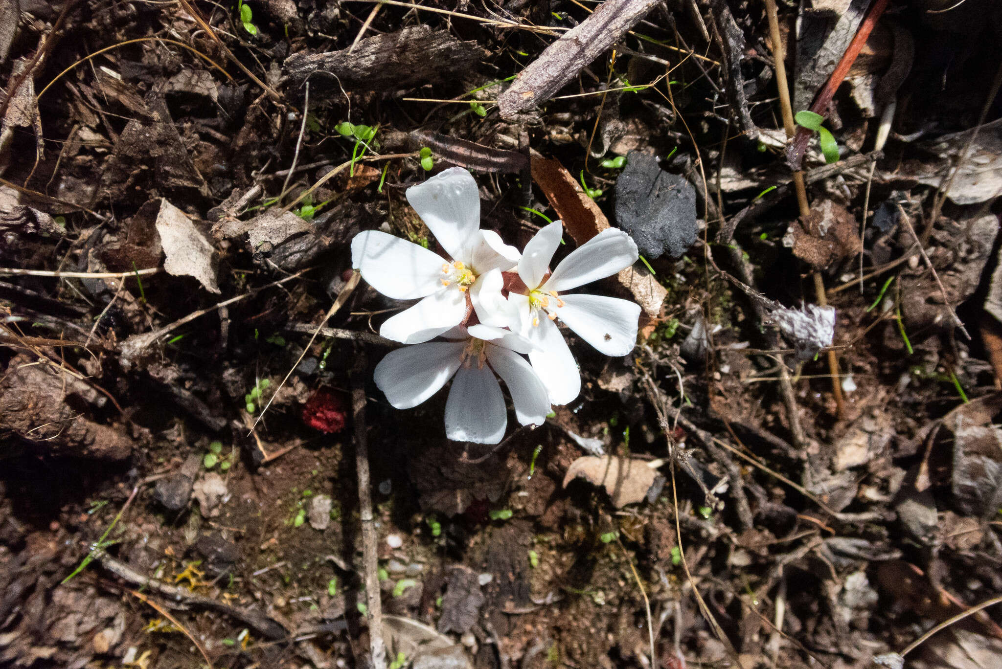 Image of Drosera rosulata Lehm.