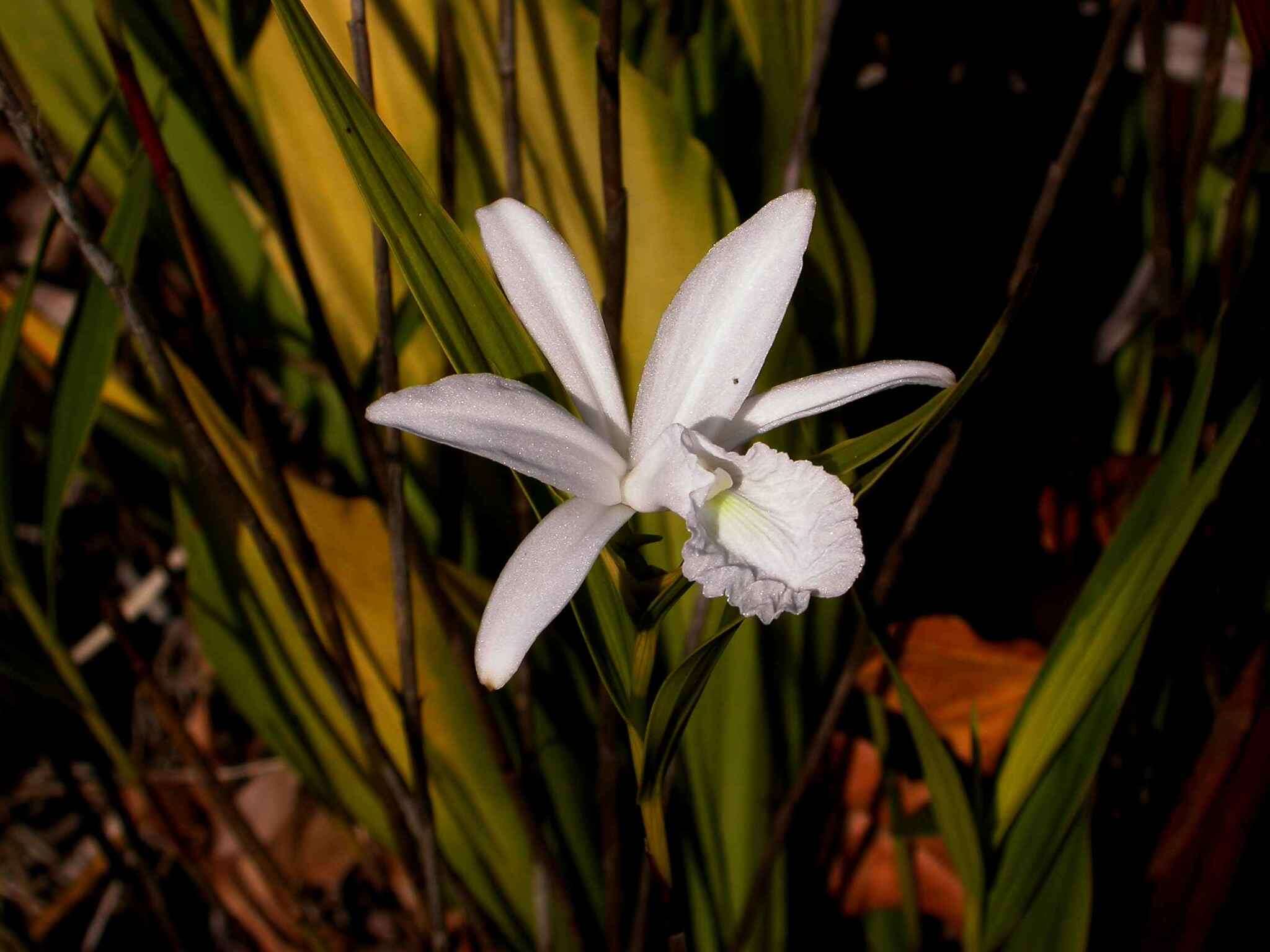 Image of Sobralia liliastrum Lindl.