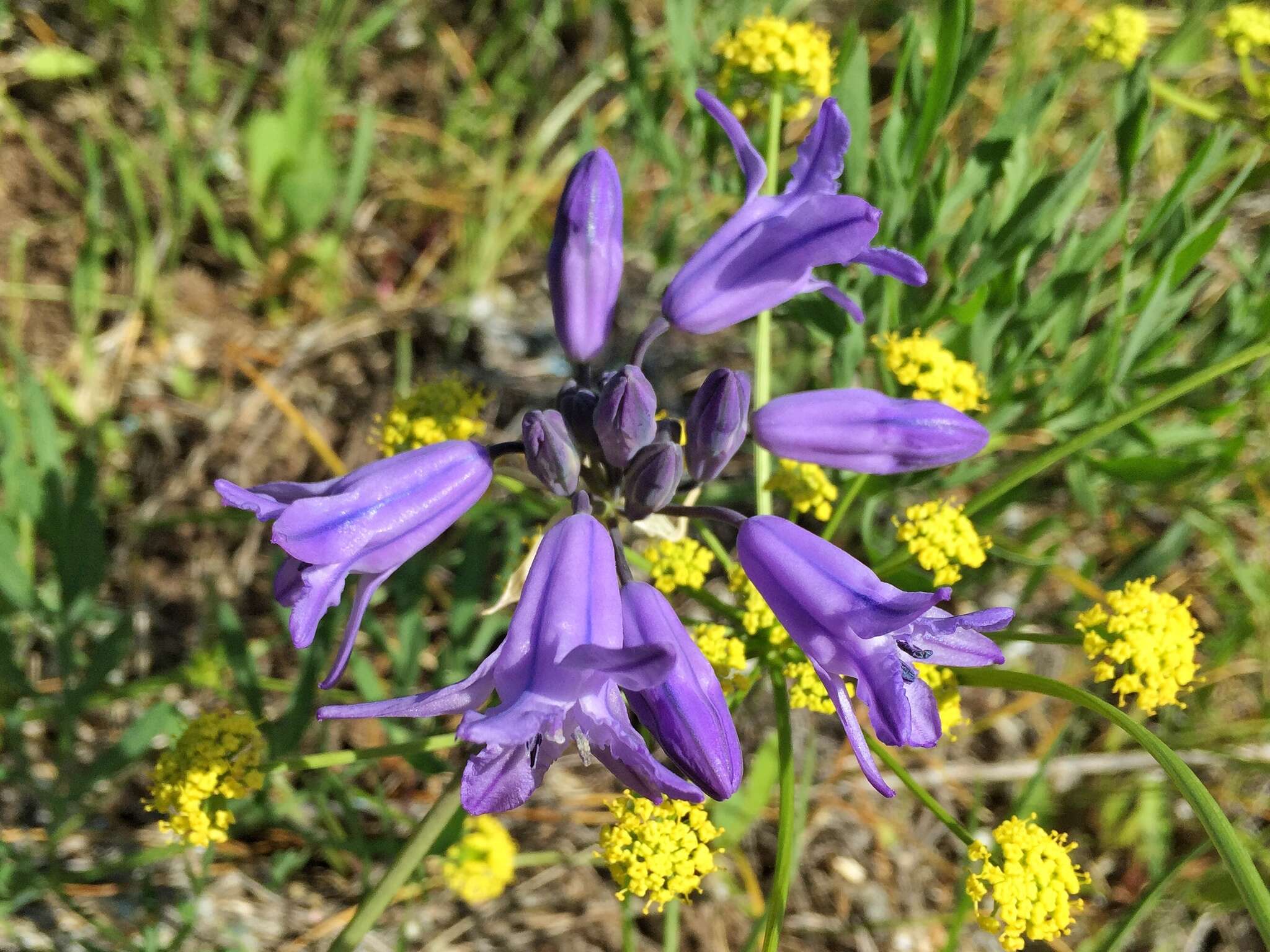 صورة Triteleia grandiflora Lindl.