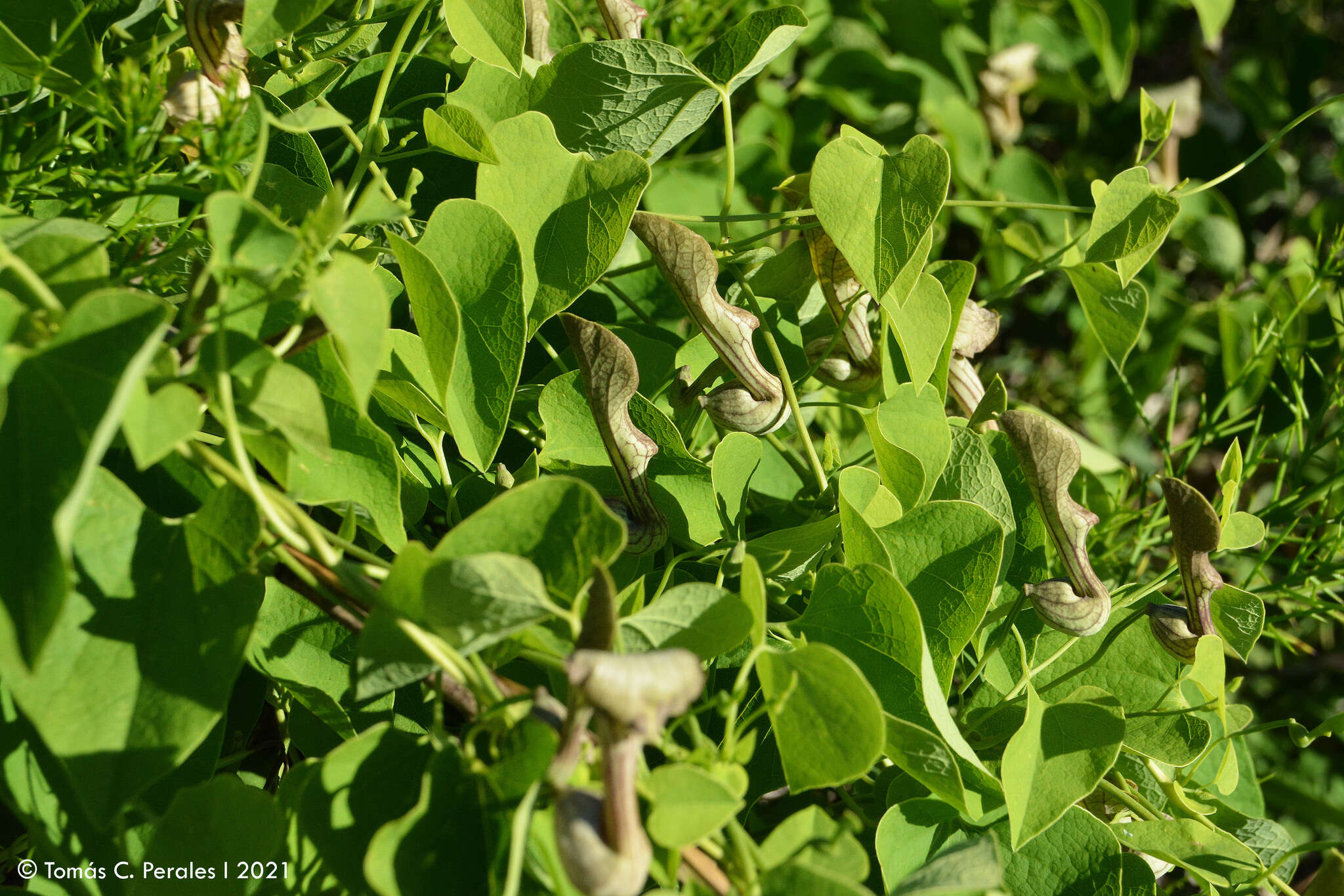 Image de Aristolochia argentina Griseb.