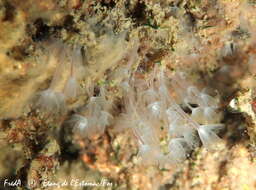 Image of Phoronid