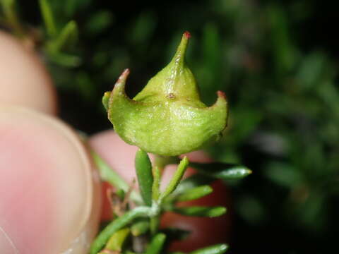 Image de Dodonaea pinifolia Miq.