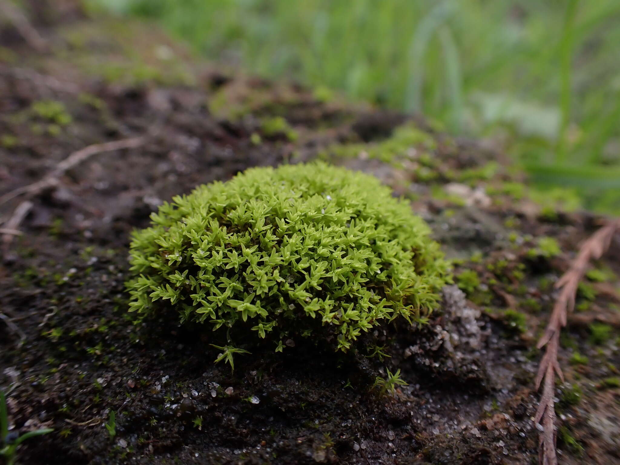 Image of barbula moss