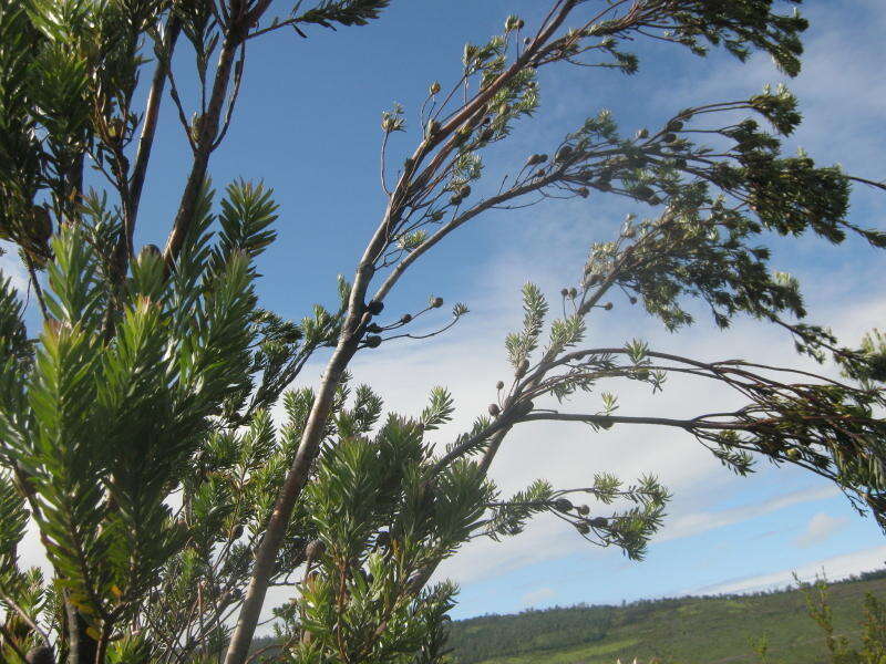 Image of Leucadendron uliginosum subsp. uliginosum