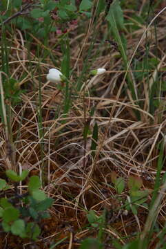 Image of Tuberous Springbeauty