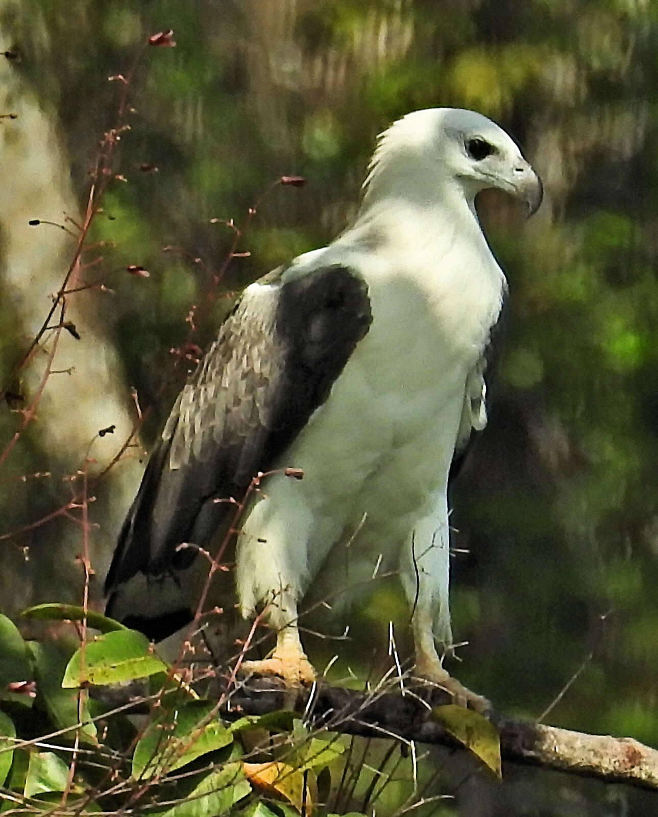 Image of White-bellied Sea Eagle