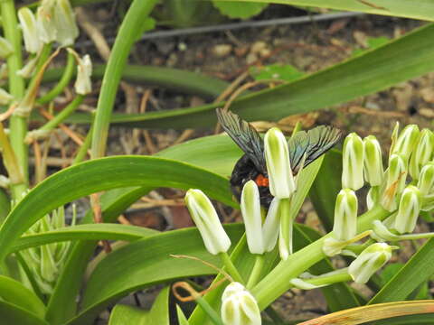 Image of Xylocopa flavorufa (De Geer 1778)