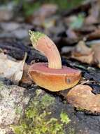 Imagem de Chalciporus aurantiacus (McNabb) Pegler & T. W. K. Young 1981