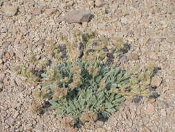 Image of silverleaf phacelia