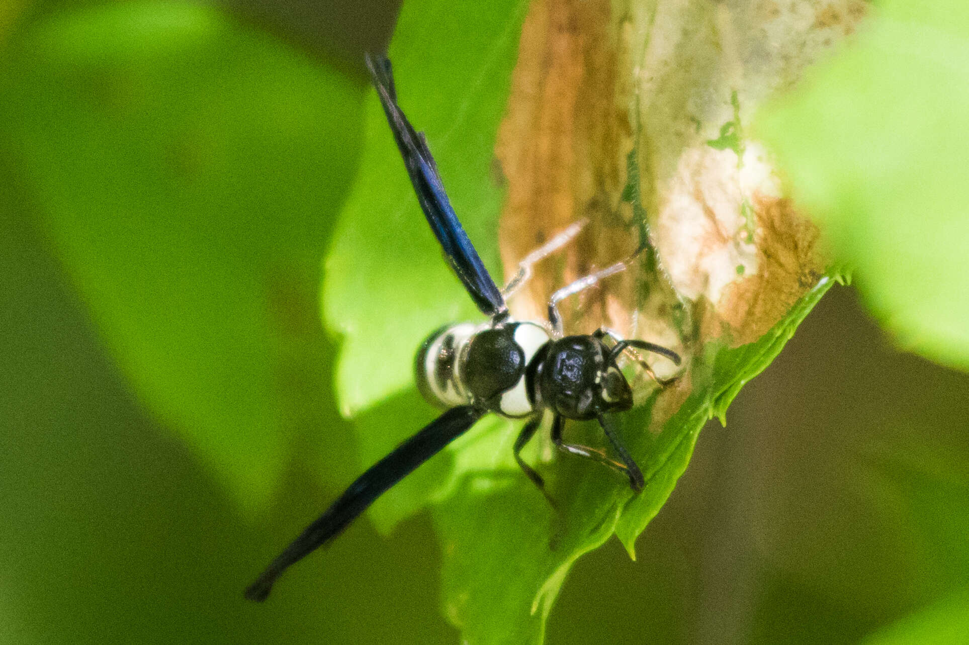 Image of Pseudodynerus