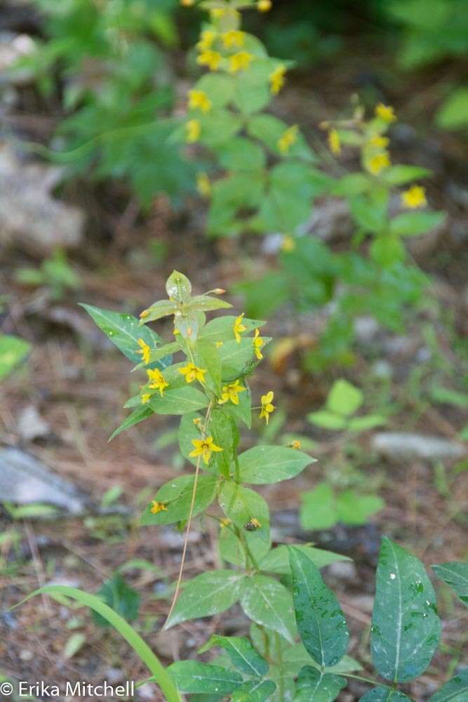 Image of whorled yellow loosestrife