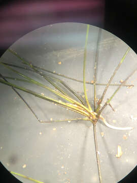 Image of Viviparous Spike-Rush