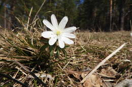 Image de Anemone altaica Fisch. ex C. A. Mey.