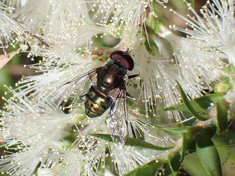 Image of Austalis smaragdi (Walker 1849)