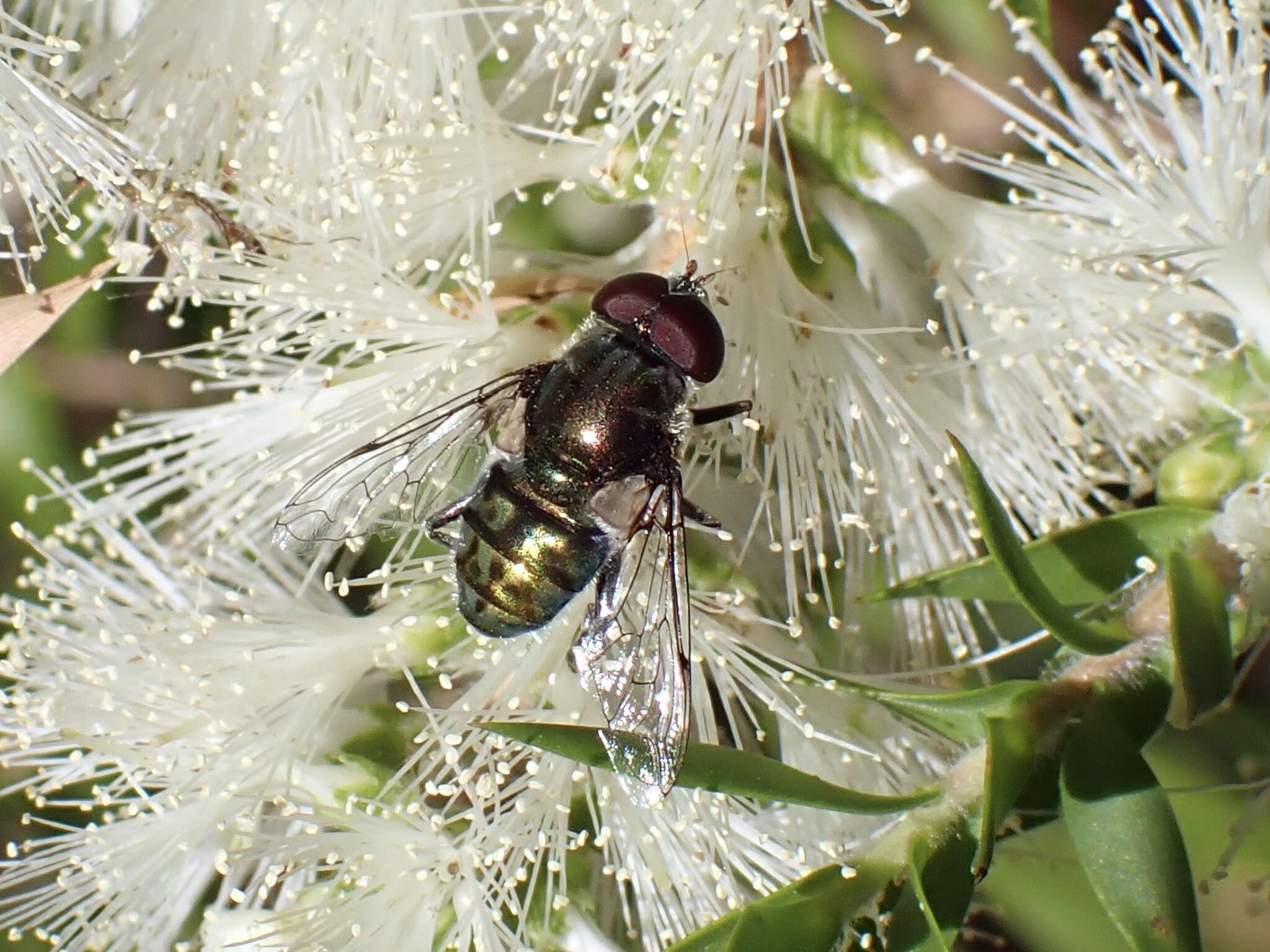 Image of Austalis smaragdi (Walker 1849)